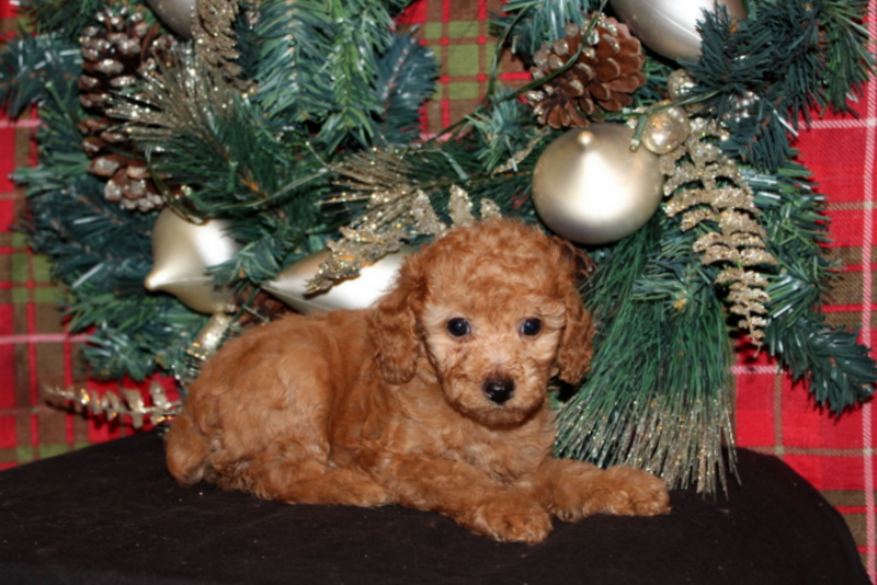 puppy, for, sale, Mini Poodle, Matthew B. Stoltzfus, dog, breeder, Gap, PA, dog-breeder, puppy-for-sale, forsale, nearby, find, puppyfind, locator, puppylocator, aca